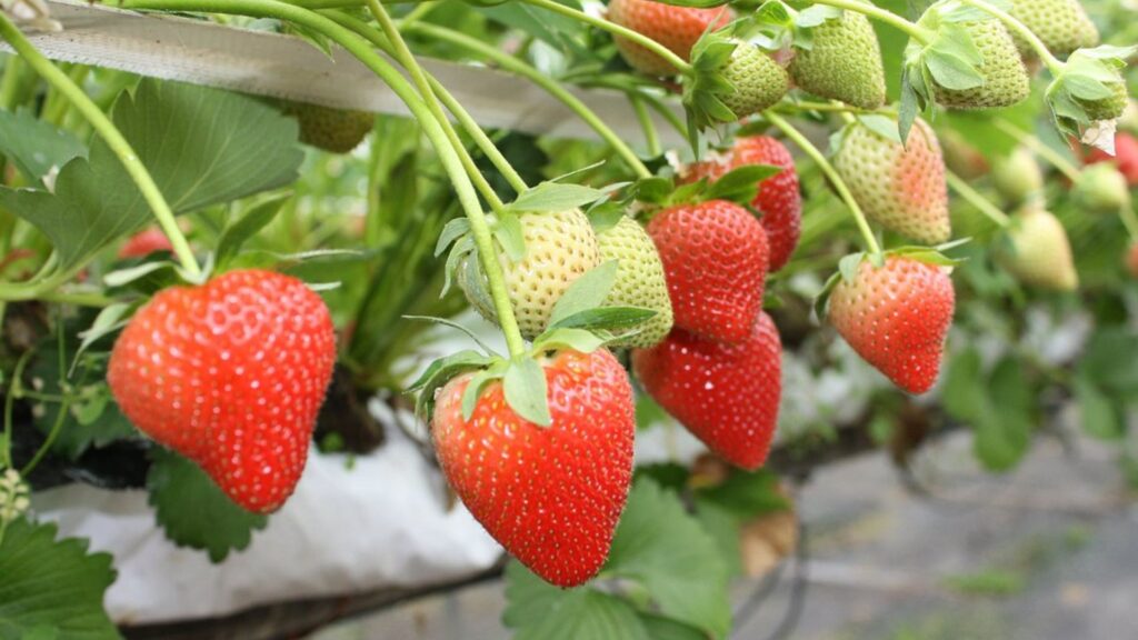 Araku Strawberry Farm in araku valley